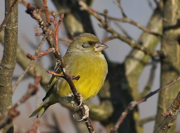 Carrellata di Verdoni - Carduelis chloris